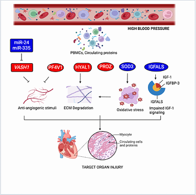 A Multi-Omics Approach to Defining Target Organ Injury in Youth with Primary Hypertension