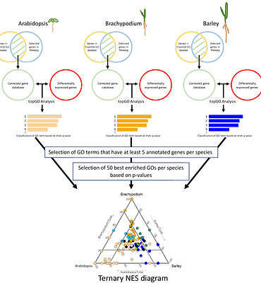 Comparative cross-species transcriptomic analysis identifies new candidates of Pooideae nitrate response