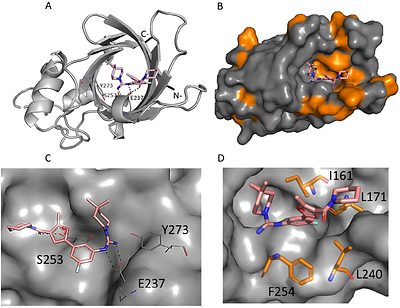 Exploration of chemical probes and conformational flexibility of GID4 - the substrate receptor of human CTLH E3 ligase complex
