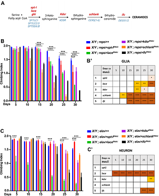 Glial ceramide orchestrates Lipid Droplet homeostasis and age-dependent motor function in Drosophila
