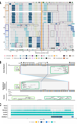 Tracing the expansion of p53 retrogenes in elephant species: A foundation for functional insights.