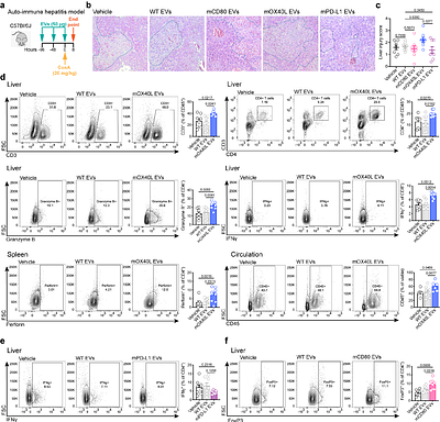 Engineered immunomodulatory extracellular vesicles derived from epithelial cells acquire capacity for positive and negative T cell co-stimulation in cancer and autoimmunity
