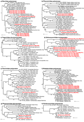 Mosquito virus diversity in Western and North-western Uganda