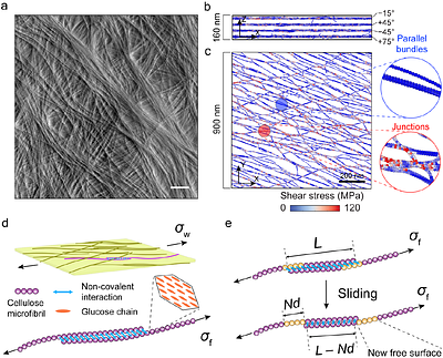Collective microfibril sliding underlies plant cell wall creep
