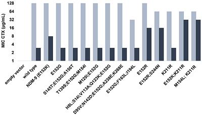 Adaptive landscape of the metallo-β-lactamase NDM to emerging β-lactam-based therapies