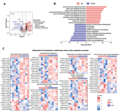 Murine metabolic HFpEF is associated with mitochondrial substrate inflexibility and S-nitrosylation remodeling