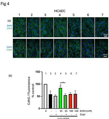 A Biphasic Effect of Alcohol on Endothelial Plasticity Through Regulation of Endothelial-to-Mesenchymal Transition