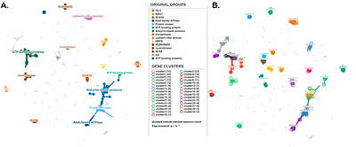 An anaerobic Legionellales symbiont in 	Anaeramoeba pumila