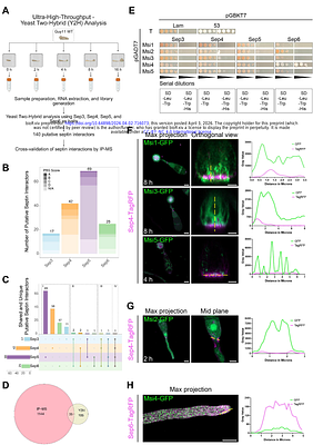 A stage-resolved map of dynamic septin interactions required for infection by the rice blast fungus