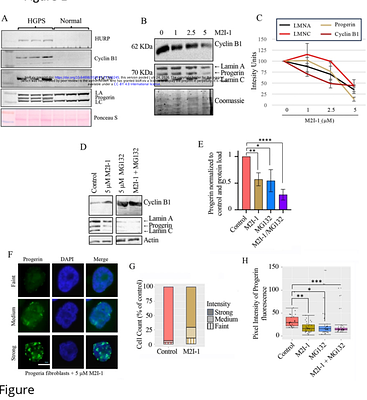 The Anaphase Promoting Complex targets the toxic protein Progerin for ubiquitin-dependent degradation via autophagy