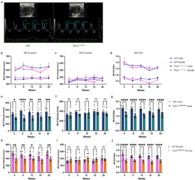 Imaging-Based Age- and Sex-specific Cardiovascular and Skeletal Phenotypes in Fbn1C1041G/+ Mice