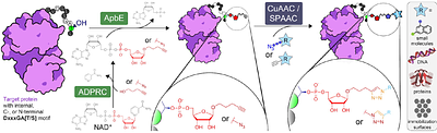 One-Pot Enzymatic ADDing of Click Chemistry Handles for Protein Immobilization and Bioconjugation of Small and Biomolecules