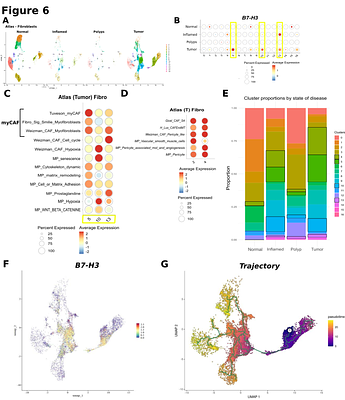 Multi-omic analysis of colorectal adenocarcinoma identifies a new subtype of myofibroblastic cancer-associated fibroblast expressing high level of B7-H3 and with poor prognosis value.