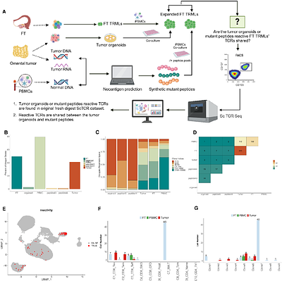 Single cell functional immunogenomics of the fallopian tube reveals a precursor immune surveillance network for ovarian cancer prevention