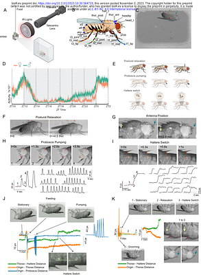 Deep Phenotyping of Sleep in Drosophila
