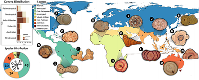 Vascular diversity in Fabaceae: evolutionary and ecological insights from a globally distributed lineage