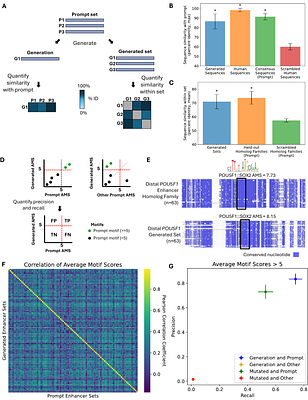 Evolutionary conditioning enables guided generation of functionally diverse enhancers
