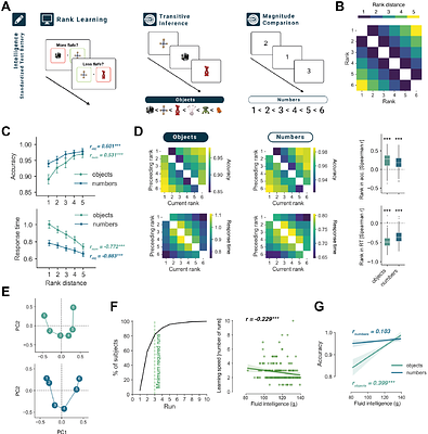 Neural alignment of knowledge structures relates to human intelligence