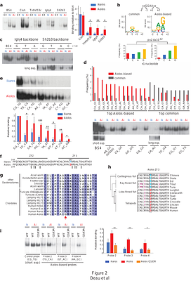 How Ikaros and Aiolos homo- and heterodimers drive gene expression to ensure B cell development