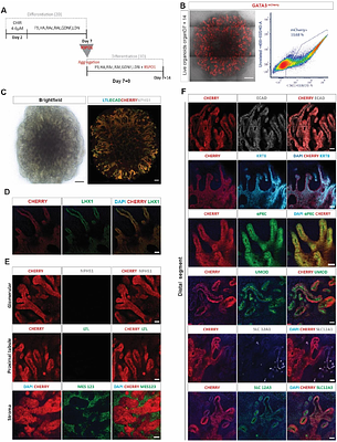In vitro plasticity between ureteric epithelial and distal nephron identity and maturity is controlled by extracellular signals.