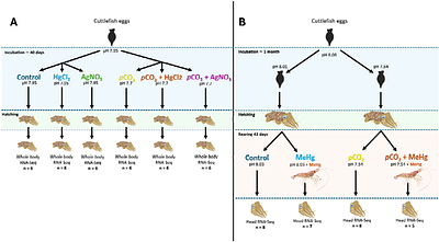 Two de novo transcriptome assemblies and functional annotations from juvenile cuttlefish (Sepia officinalis) under various metal and pCO2 exposure conditions