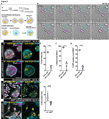 Atf3 Integrates Lipid and Cytoskeletal Remodeling to Drive Macrophage Fusion