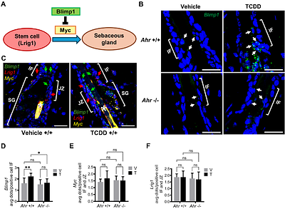 Single-cell analysis of 2,3,7,8-tetrachlorodibenzo-p-dioxin (TCDD)-treated murine skin demonstrates that sebaceous gland differentiation precedes Ahr-dependent seboatrophy with elevated expression of infundibular Blimp1