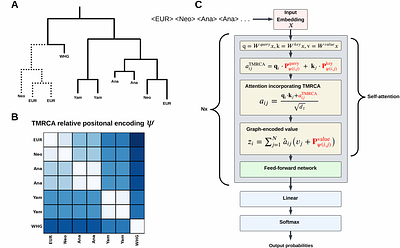 Graph transformer for ancient ancestry inference