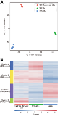 High-Purity Production of Endothelial Cells from Human Pluripotent Stem Cells