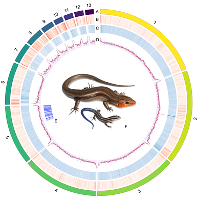 Telomere-to-telomere reference genome of the common five-lined skink, Plestiodon fasciatus (Squamata: Scincidae)