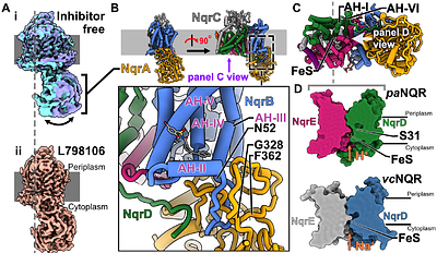 Discovery of inhibitors of the Pseudomonas aeruginosa NADH:ubiquinone oxidoreductase (NQR) that hinder virulence factors