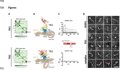 SVEP1 enables efficient binding of Angiopoietin-2 to the TIE1 receptor, allowing receptor phosphorylation and downstream signaling