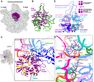 A conserved archaeal ribosome-associated factor linking bacterial hibernation and eukaryotic energy sensing