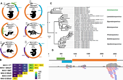 Metagenomic resolution of spotted-fever group Rickettsia tasmanensis and novel DNA viruses in Australian wildlife ticks, with spatial modelling of Rickettsia exposure zones.
