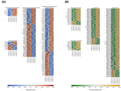 DIA-PASEF Proteomic Profiling Reveals MpkA-Dependent Iron Stress Responses and Siderophore Biosynthesis in Aspergillus nidulans