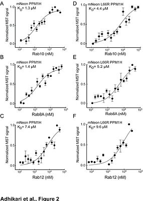 End-product inhibition of the LRRK2-counteracting PPM1H phosphatase