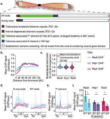 Distinct chromatin regulators downmodulate meiotic axis formation and DNA break induction at chromosome ends