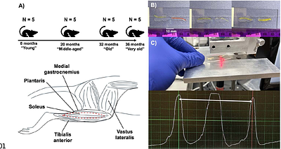 Changes in serial sarcomere number of five hindlimb muscles across adult aging in rats