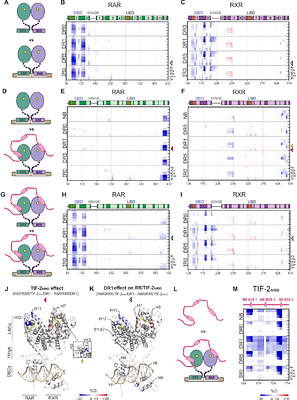 New structural insights into the control of the retinoic acid receptors RAR/RXR by DNA, ligands and transcriptional coregulators