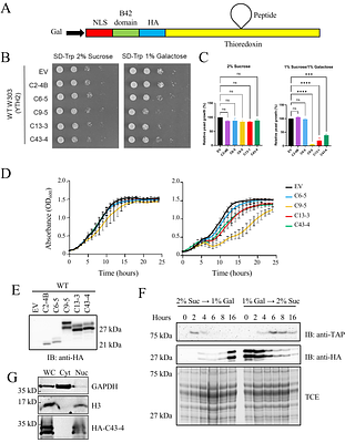 Discovery of a small peptide that activates both APCCdc20 and APCCdh1 in yeast, driving increased lifespan