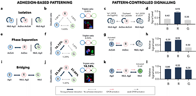 Engineered yeast multicellularity via synthetic cell-cell adhesion and direct-contact signalling