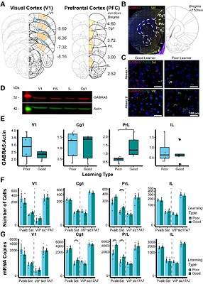 Expression levels of α5 subunit-containing GABA-A receptors in the prelimbic cortex are associated with visual perceptual learning