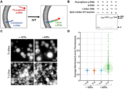 Programmable and Dynamic DNA Localisation at Synthetic Cell Membranes