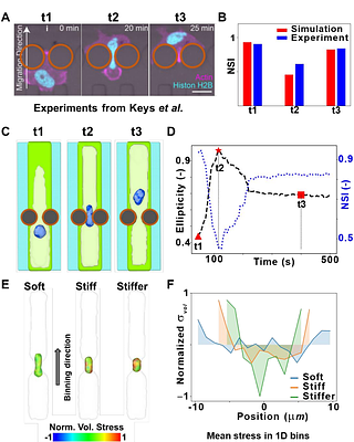 BIOPOINT: A particle-based model for probing nuclear mechanics and cell-ECM interactions via experimentally derived parameters