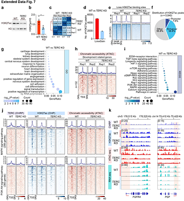 Telomerase RNA regulates the epigenome primed for human lineage commitment