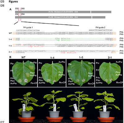 The autoactivity of tomato helper NLR immune proteins of the NRC clade is unaltered in prf mutants of Nicotiana benthamiana