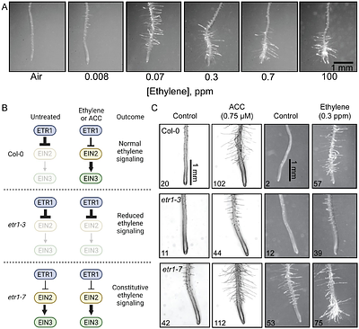 Ethylene Receptor Gain- and Loss-of-function Mutants Reveal an ETR1-dependent Transcriptional Network in Roots