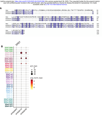 A transcriptional atlas of early Arabidopsis seed development suggests mechanisms for inter-tissue coordination