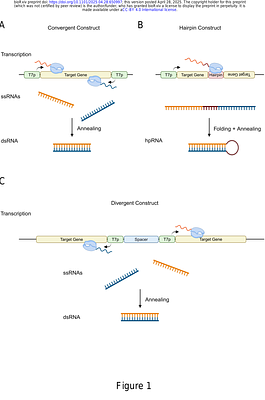 Comparative analysis of convergent and divergent T7 RNA polymerase promoters for the synthesis of dsRNA in vivo and in vitro