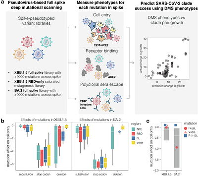 Full-spike deep mutational scanning helps predict the evolutionary success of SARS-CoV-2 clades